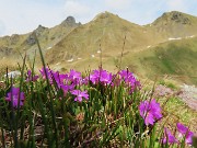 Festa di fiori e marmotte sui sentieri per i Monti Foppa (1895 m) e Avaro (2088 m)–28magg25- FOTOGALLERY